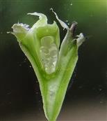  Pyxidium L.S.